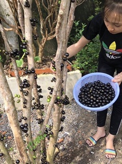 Cây giống nho thân gỗ