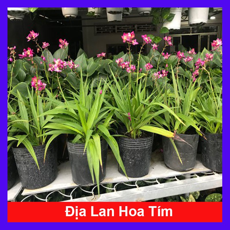 Cây Địa Lan Hoa Tím - Cây cảnh trang trí
