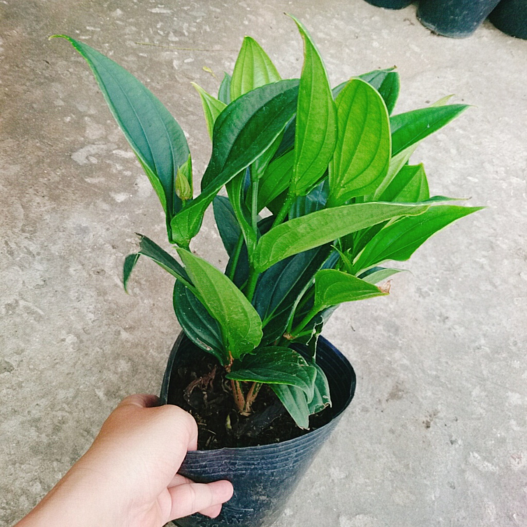 Hòn Ngọc Viễn Đông - cây cảnh để bàn
