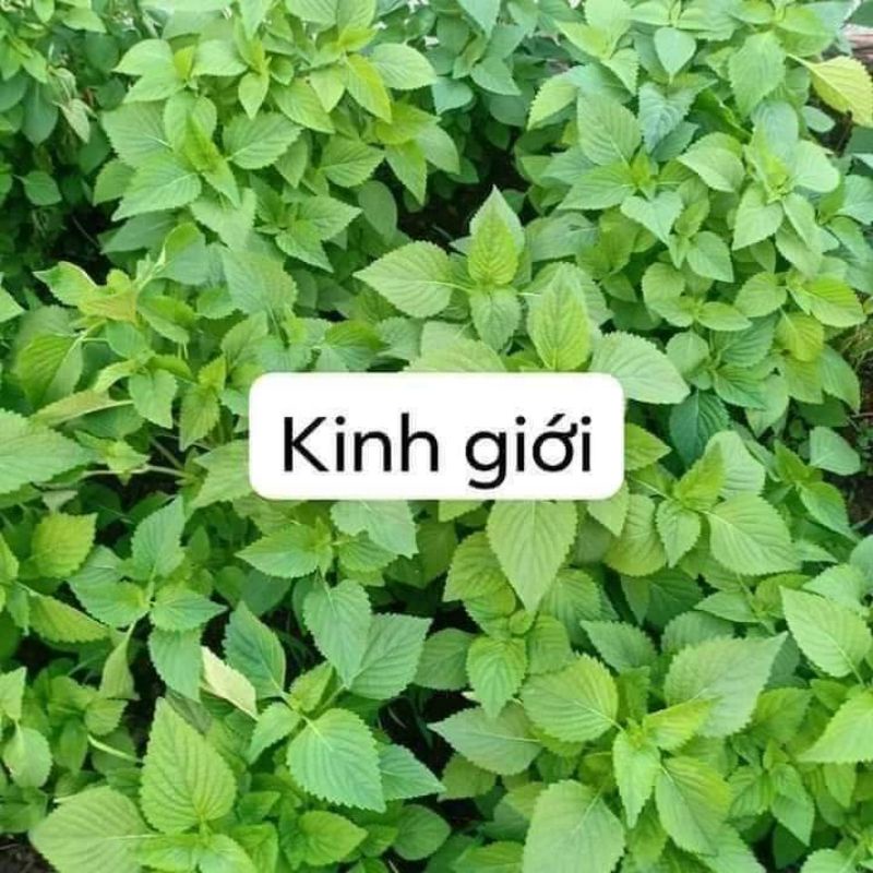 Hạt giống kinh giới 💖 NẢY MẦM CỰC ĐỈNH💖 chất lượng cao
