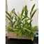 chậu cây gỗ tự nhiên / dài 50cm , rộng 18cm , cao 20cm
