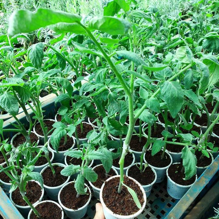Hạt giống cà chua đen Mỹ - Giống F1