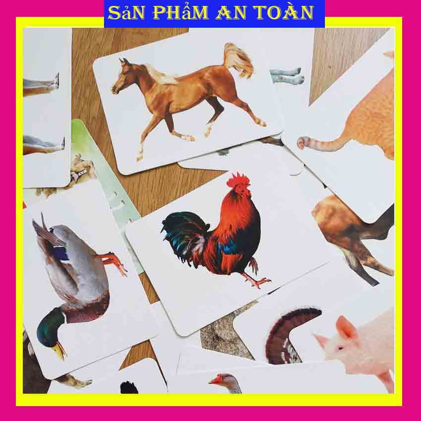 Thẻ học động vật nuôi kích thước lớn 12x16cm chủ đề - Flashcard TGXQ Glenn doman