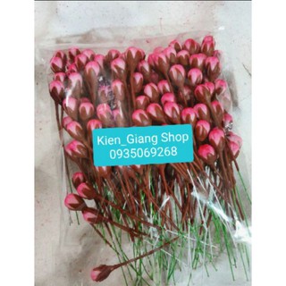 Nụ đào tô (50sp). Sản phẩm loại 1