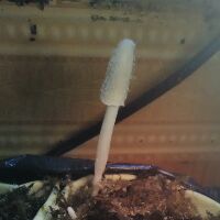greenmushroom