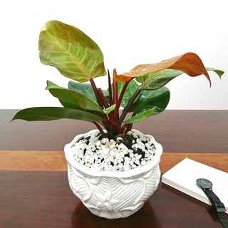 Trầu bà đế vương (đỏ) - Cây cảnh trong nhà
