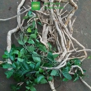 Sâm Xuyên Đá khô thương hạng JINDO 1kg tác dụng hỗ trợ tăng cường trí nhớ, giảm quá trình lão hóa