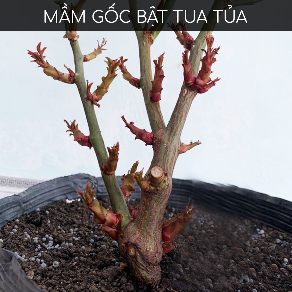 Ảnh Kích mầm T90 DOCNEEM bật mầm tua tủa cho hoa hồng, lan, cây cảnh chiết xuất mầm gạo, giàu Auxin,hiệu quả sau 5 ngày,10ml 3