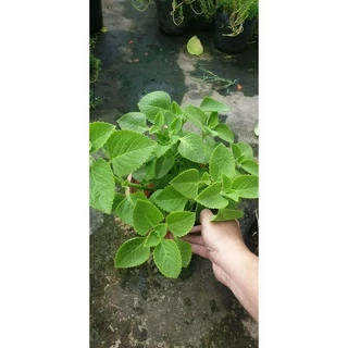 rau tần dày lá giá tốt Tháng 1, 2026 | Mua ngay | Shopee Việt Nam