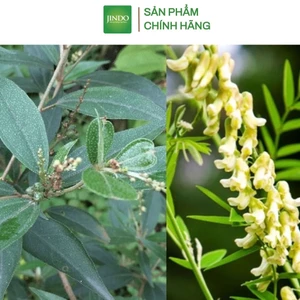 Khổ sâm khô thượng hạng JINDO 1kg tác dụng hỗ trợ đường ruột, v_iêm đại tràng
