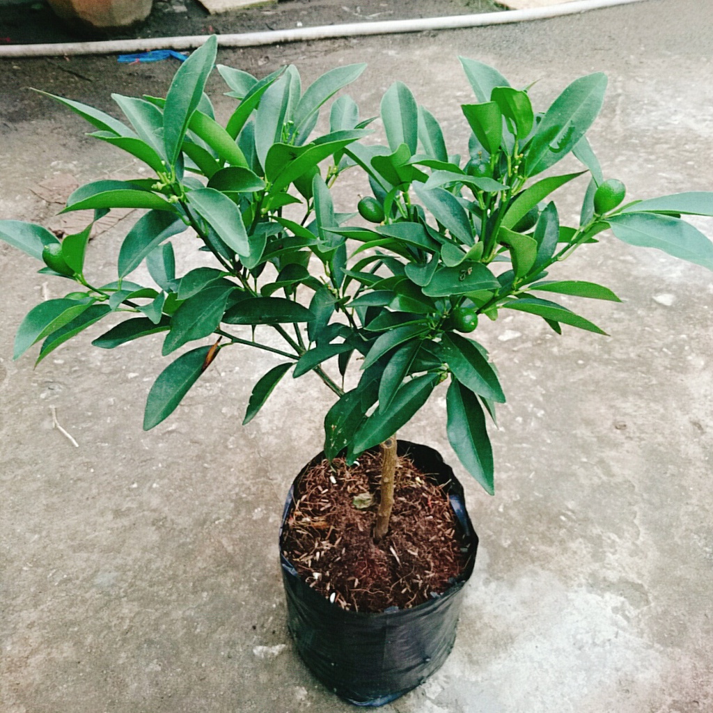 Cây Hạnh Ngọt - cây tắc ngọt thái