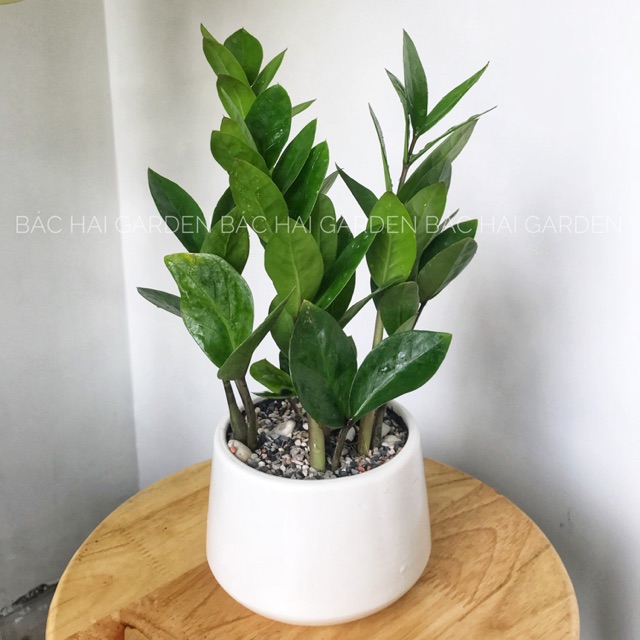 Chậu cây Kim tiền kèm chậu men sứ- Cây để bàn- Cây xanh văn phòng, cây trong nhà