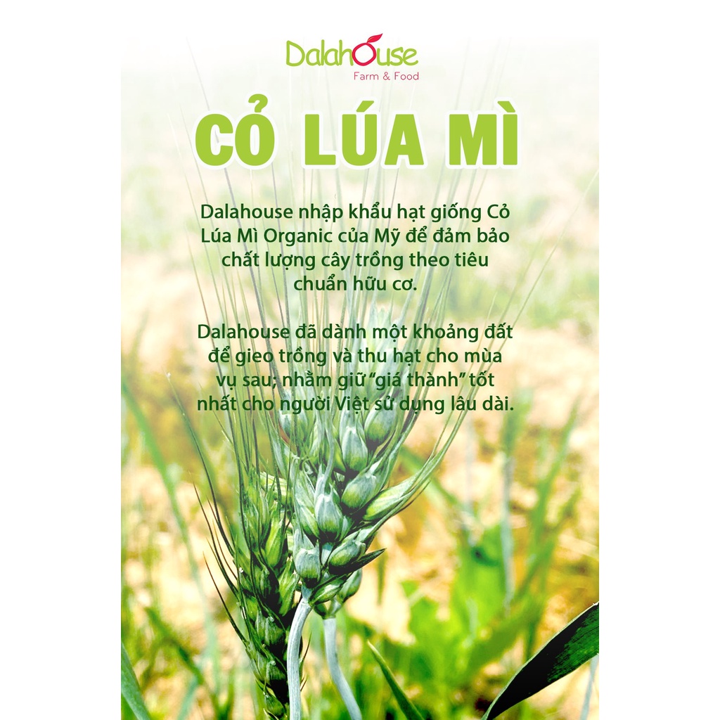 Ảnh Bột cỏ lúa mì hữu cơ Dalahouse 120gr nguyên chất sấy lạnh 3
