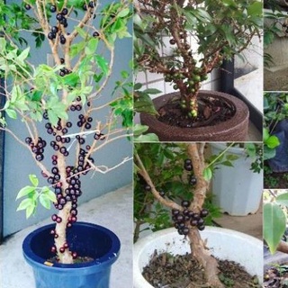 Cây nho thân gỗ quả to đen ngọt cây con giống F1 khỏe mạnh không sâu bệnh . .