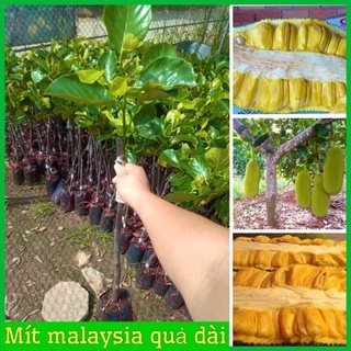 Cây giống mít malaysia trái dài 1m nhiều múi ít xơ rất thơm ngon .