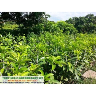 Giống Cây Hồng Xiêm Xoài cao 80cm - 1m 5 Tháng ra quả Trái Siêu To .