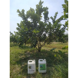 KÍCH THÍCH RA RỄ CAN 5L - EM ROOT SIÊU RA RỄ HLC - THUỐC KÍCH RỄ CHO CÂY CỰC MẠNH, KÍCH CHỒI, XANH LÁ