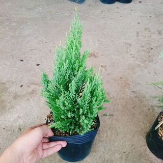 Combo Cây Sơn Tùng + Cây Thủy Tùng