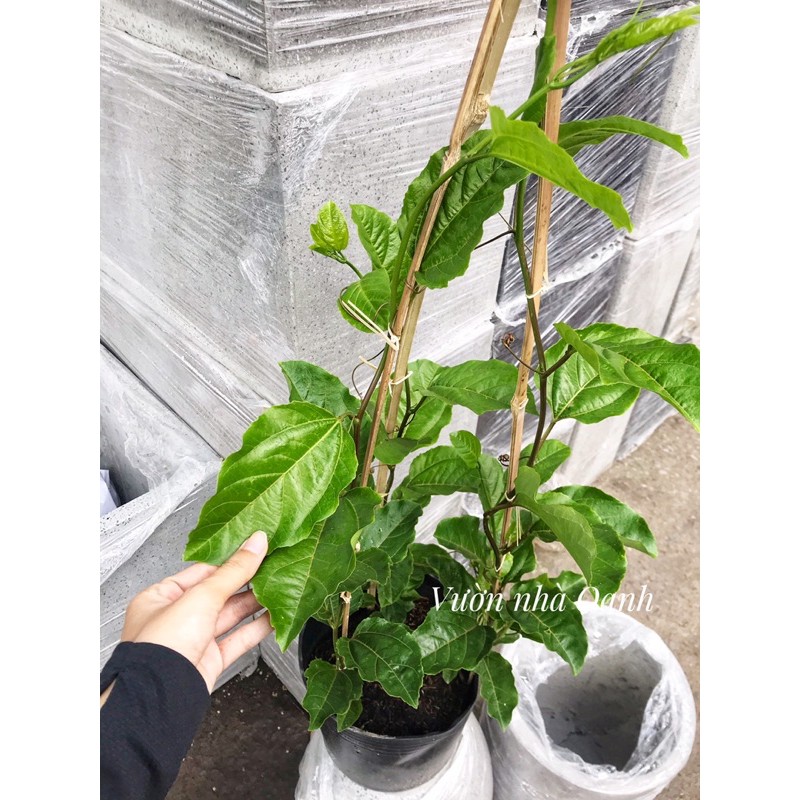[Ship hỏa tốc] Chanh dây chanh leo chậu nhựa cây lớn như hình, khỏe mạnh, không sâu bệnh