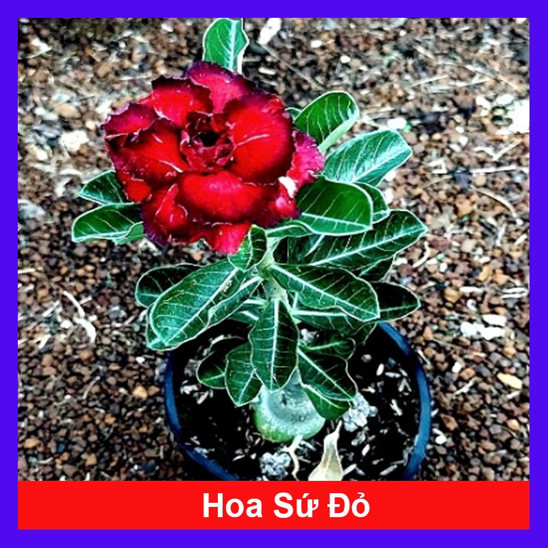 Cây hoa sứ thái kép nhiều màu tùy chọn ( hoa sứ đỏ + hoa sứ vàng + hoa sứ trắng + hoa sứ tím )
