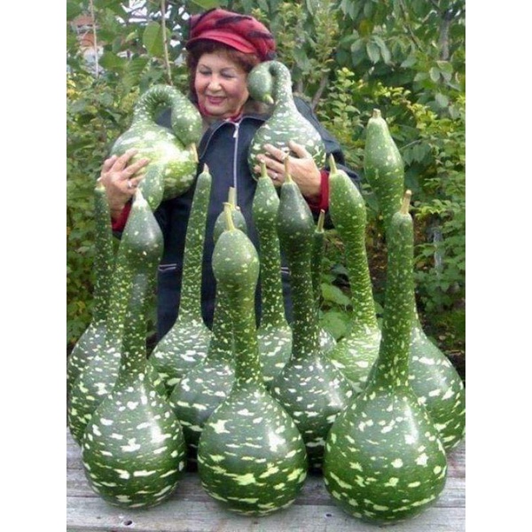 💥 hạt giống bầu Thiên Nga🌳  Chuẩn Xịn💚 siêu dễ thương ăn rất ngon
