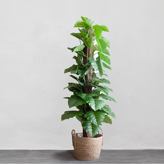 Cây giả - cây trầu bà leo giả 1m6, 63 lá (loại 1) decor, trang trí nhà cửa, văn phòng