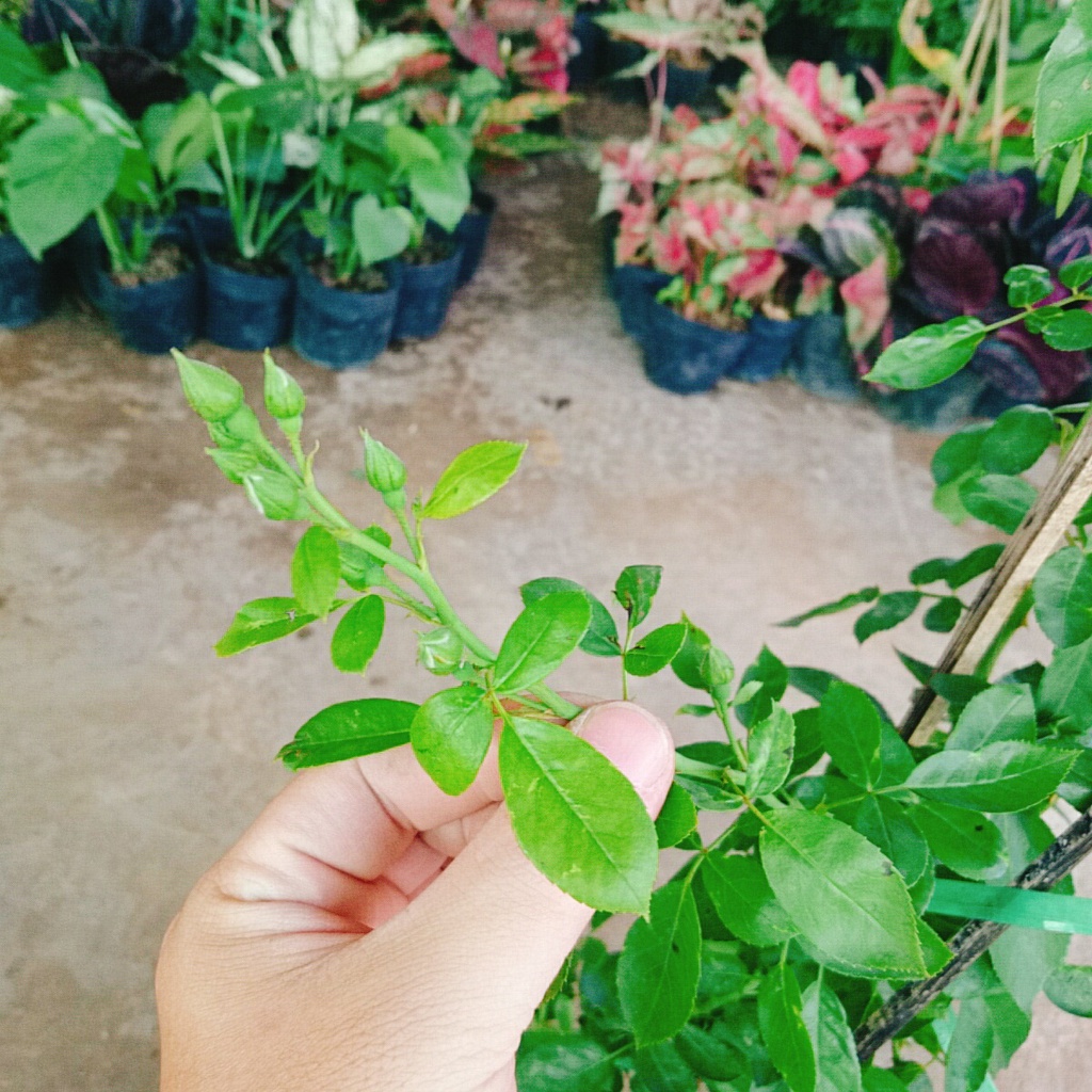 Hồng ngoại red eden (hồng leo) - cây cảnh sân vườn