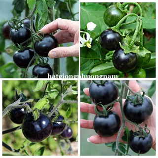 5 Hạt - Hạt Giống Cà Chua Bi Đen F1 Phương