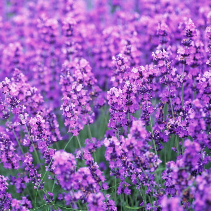 Hạt giống hoa oải hương Lavender