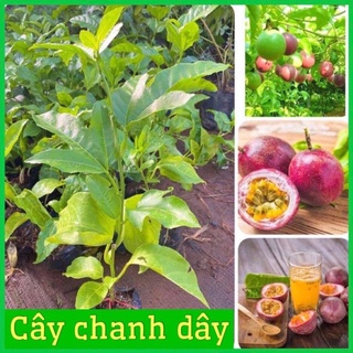 Cây chanh leo tím và vàng vị ngọt gieo hạt ra quả .
