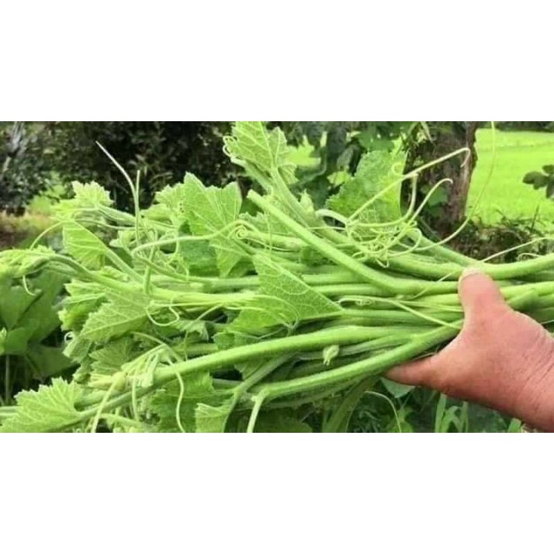 20gr hạt giống bí siêu ngọn mập f1 chất lượng cao 😍🧡Freeship ❤️💥chất lượng cao