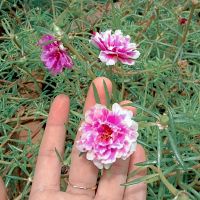 chen_chen224