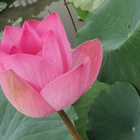 hanhxuan972