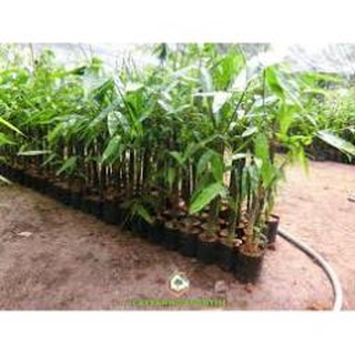 Cây Giống Măng Tre Bát Độ .
