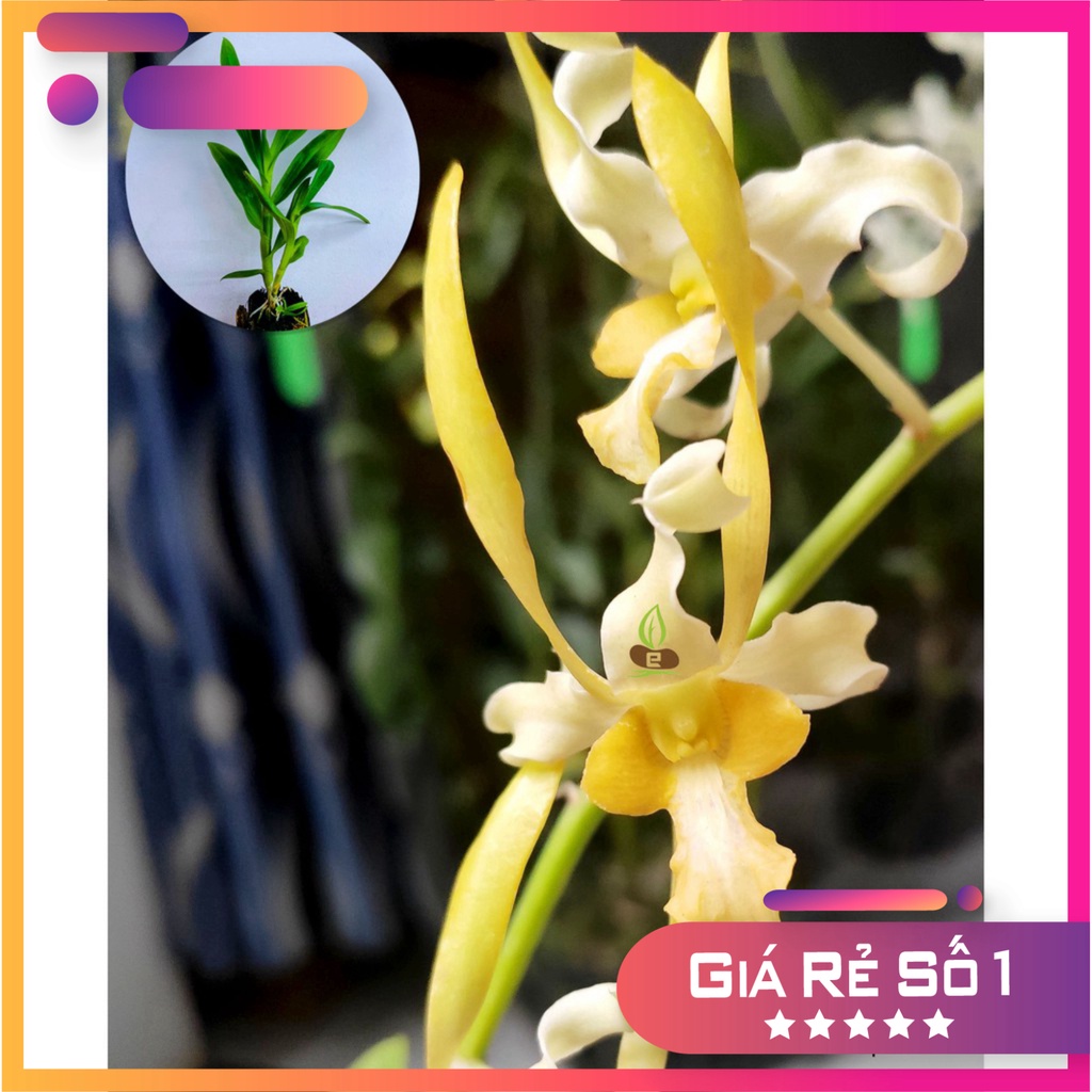 Cây giống lan Dendro Rồng Trắng lai ( Mã RT) | Shopee Việt Nam