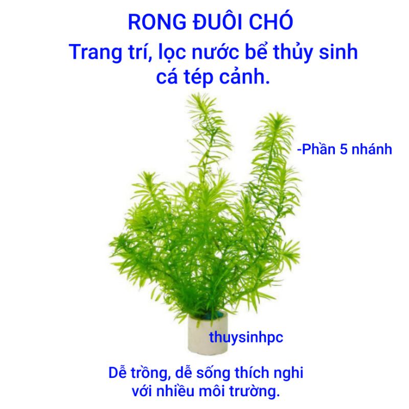 [5 nhánh] cây thủy sinh Rong Đuôi Chó trang trí, lọc nước bể cá cảnh ...