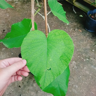 Dây Leo Cát Đằng Lá Lớn - cây cảnh vườn