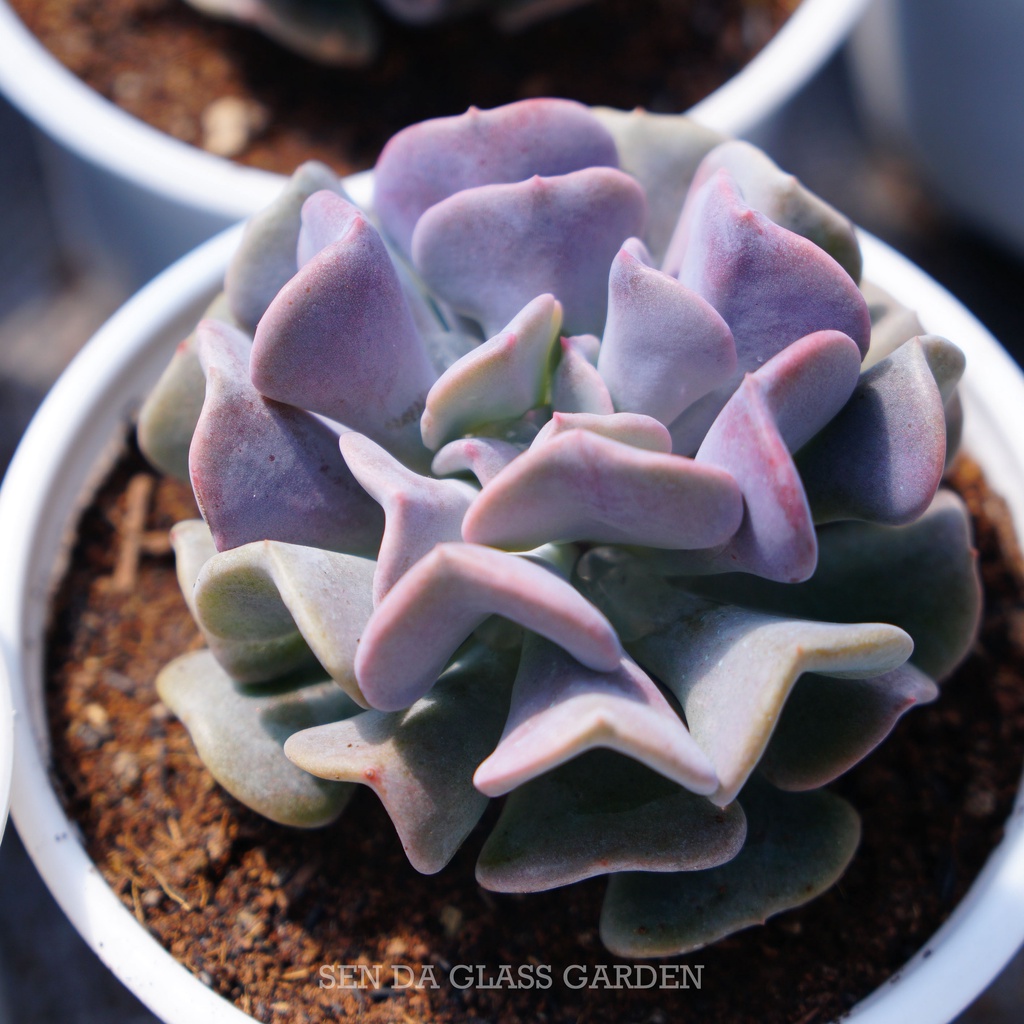 Sen Đá Cúc Tím GLASS GARDEN chậu trung 8cm, khỏe, dễ trồng, Thuần khí ...