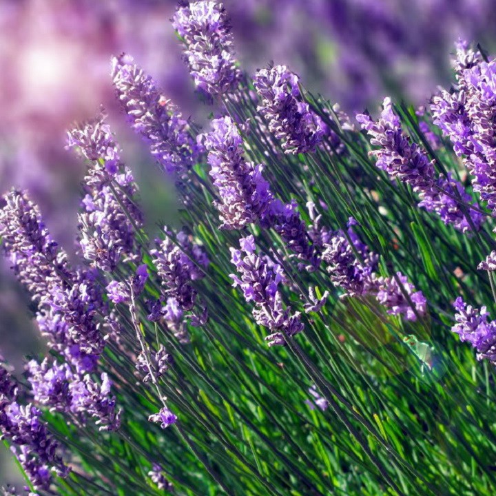 Hạt giống hoa oải hương Lavender