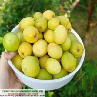 Cây Táo Đào Vàng Giòn Ngọt .