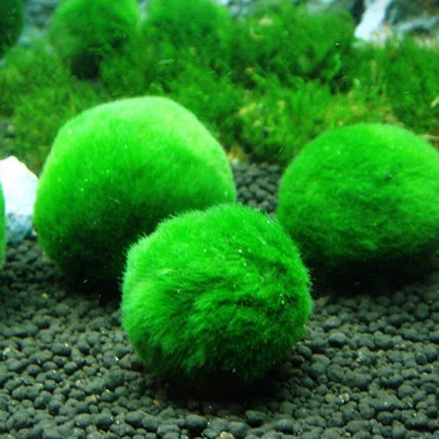 tảo cầu mossball