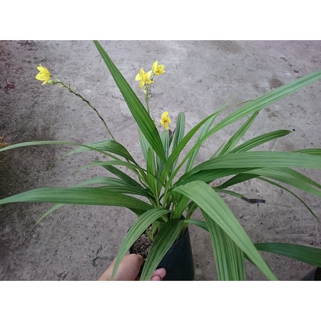 Cây lan chu đỉnh vàng ( địa lan hoa vàng ) - cây cảnh để bàn