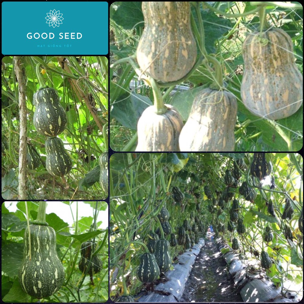 Hạt Giống Bí Đỏ Hạt Đậu f1 🤗 Chuẩn Xịn 🤗 Siêu Quả Cực Kỳ Năng Suất