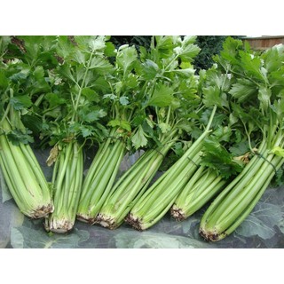Hạt Giống Cần Tây F1 Siêu Năng Suất,Siêu Dễ Trồng