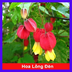 Cây lồng đèn - Cây cảnh sân vườn