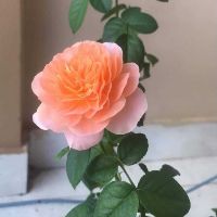 nguyenquynh010920