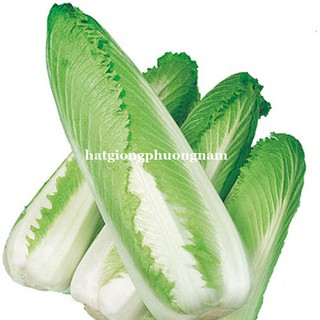 0,5 Gram - Hạt Giống Cải Thảo Nhật Phương Nam