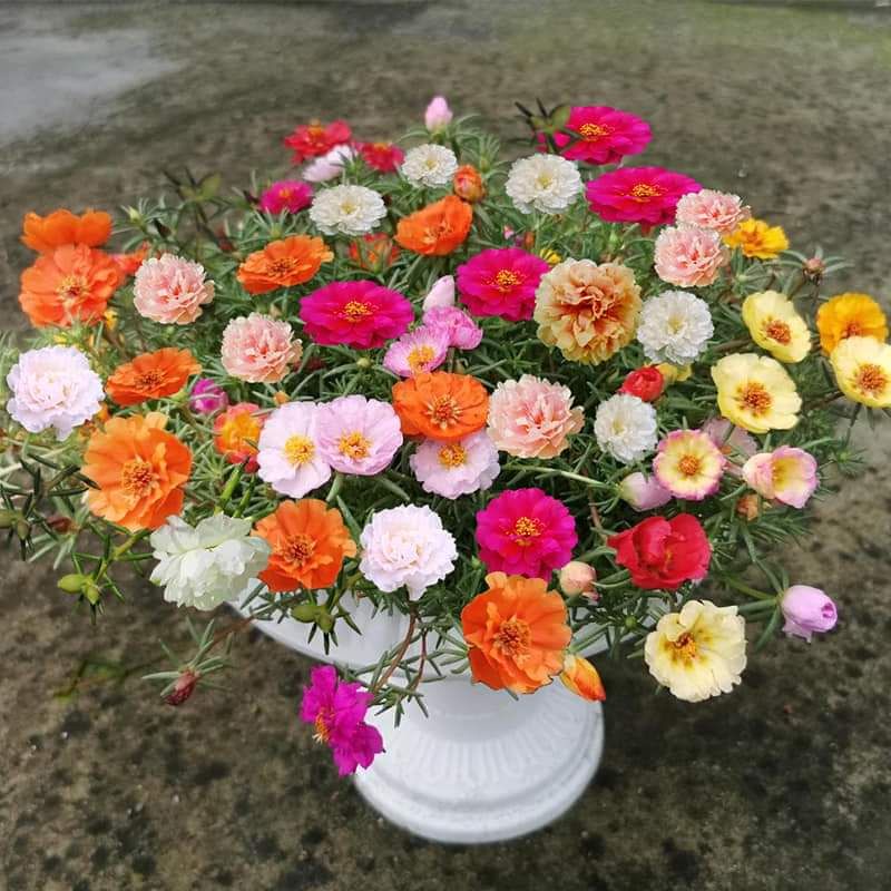 💥hạt giống hoa mười giờ mỹ kép nhiều màu ♥️ Siêu Xinh♥️ nở cả ngày dễ trồng nảy mầm như mạ non.