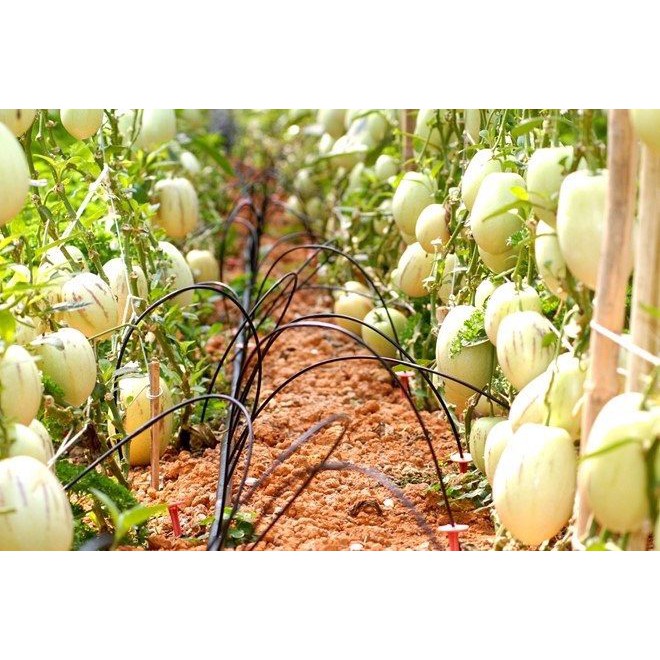 🌟Hạt Giống Dưa PEPINO F1🌟 Hạt Giống Độc Lạ Ăn Siêu Ngon [ NONG TRAI XANH ]