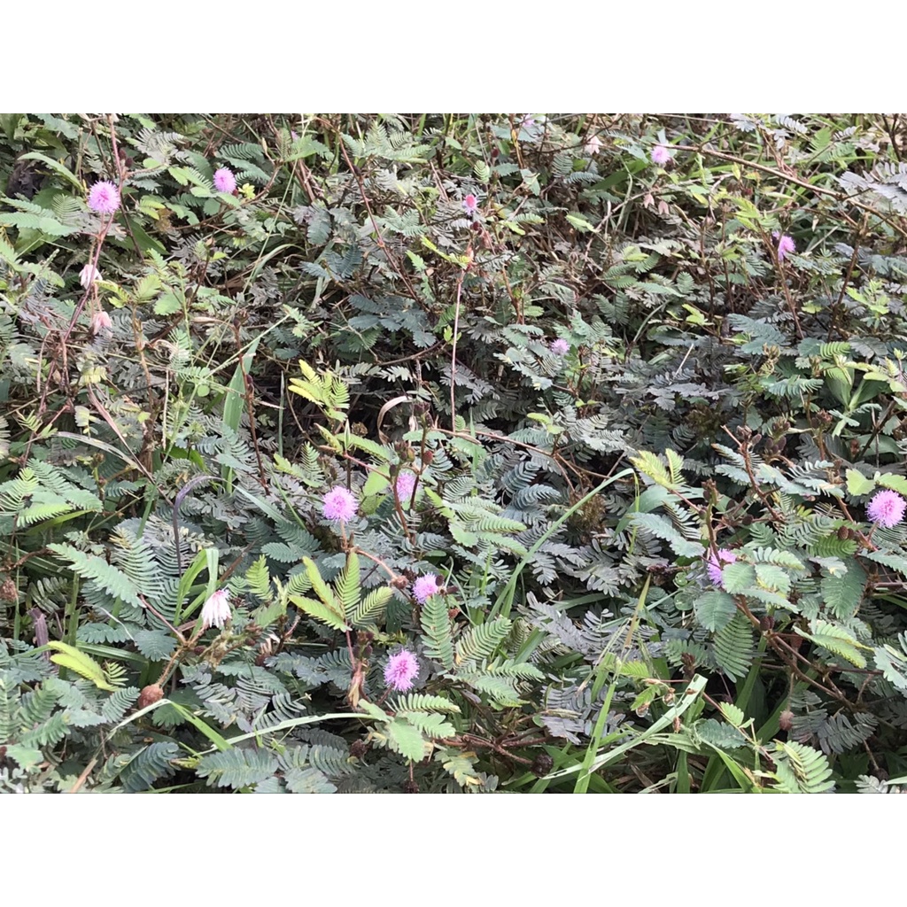 Cây Cây - Cây xấu hổ khô thượng hạng Sasuke 1kg hỗ trợ cho người mất ngủ và đau nhức xương khớp
